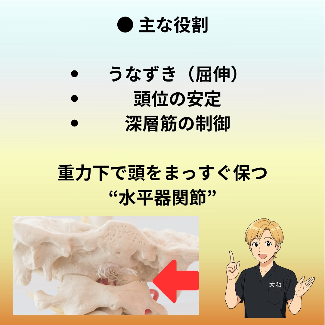 環椎後頭関節｜Atlas‒Occipital Joint