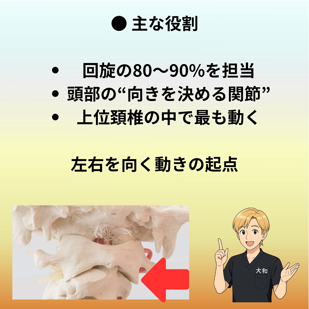 【1. 関節の構成 / 解剖】